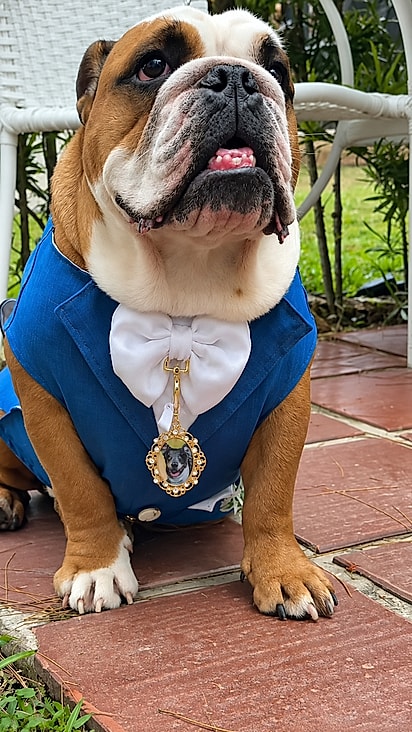 Harvey com traje azul e um pingente especial para homenagear sua irmãzinha Tuca Maria