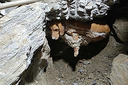 Cadela fica presa em concreto em obra na Turquia e é resgatada após 7 horas de trabalho