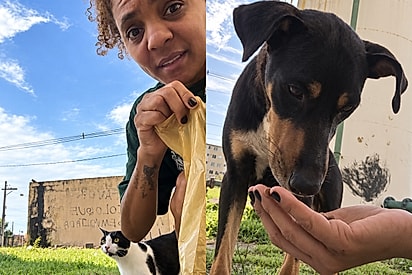 Gato que adora passear pela rua vai chamar tutora em casa e a leva até cachorros: Na minha quebrada, não!