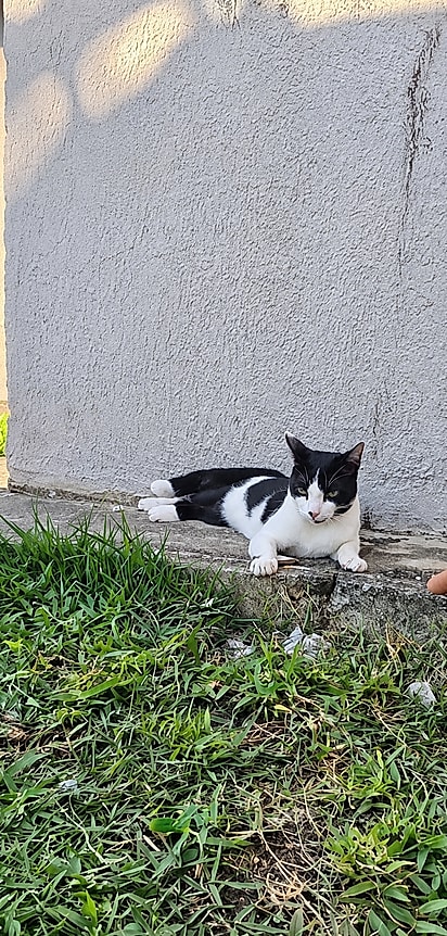 Mendigo, o gatinho que adora passear pela vizinhança