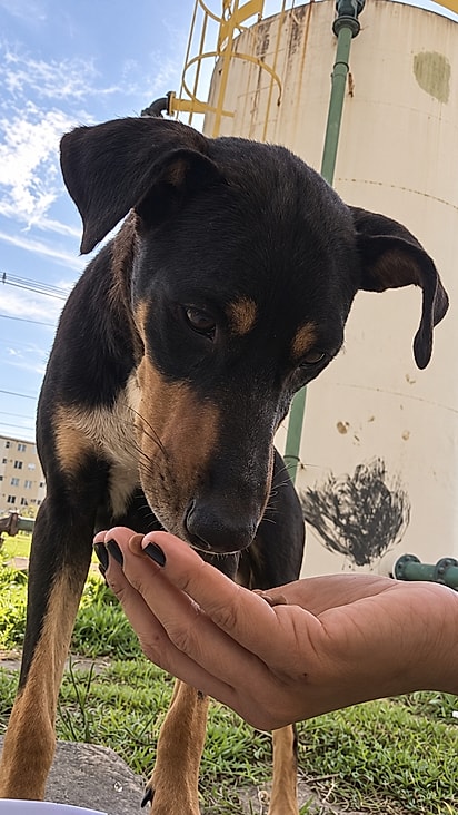 Cadela se alimentando, depois que o gato chamou tutora para ajudar.