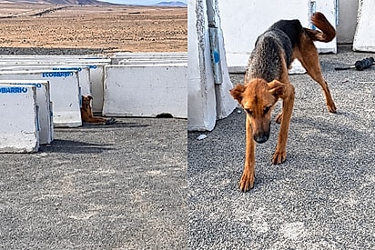 “Ela estava me esperando”: mulher encontra cadelinha abandonada no deserto, promete voltar e se emociona com a reação da pequena
