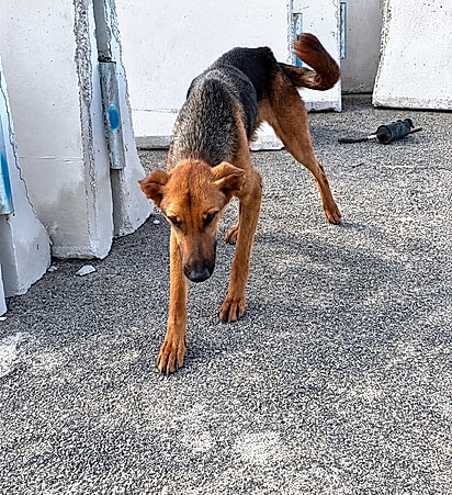 Milagros foi encontrada debilitada e sozinha no deserto chileno