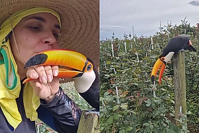 Parece inteligência artificial, mas é real: a rotina de uma floricultora ao lado de um tucano