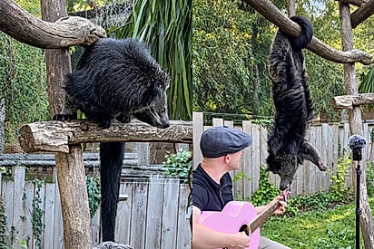 Homem se dedica a cantar para os animais e recebe sempre o melhor pagamento.