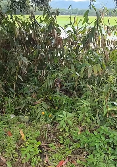 No começo, era possível ver apenas a cabecinha da cadela aparecendo entre as folhas.