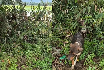 Era praticamente um portal de Nárnia: animais não param de sair de passagem em meio à vegetação e surpreendem protetora
