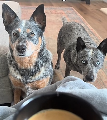 Kekoa e Kaya encarando a tutora enquanto ela toma café.