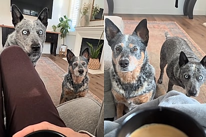 Eu costumava sonhar em ser amada de forma obsessiva: tutora mostra como é tomar café em uma casa com dois cães de pastoreio