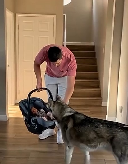 Theo conhecendo a bebê.