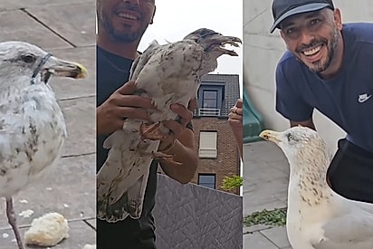 “Olha quem voltou!”: Família salva gaivota com plástico preso ao bico e dias depois ave retorna agradecer