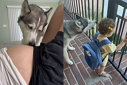 Ele nasceu para isso: Husky que beijava barriga todos os dias finalmente conhece bebê e cena emociona