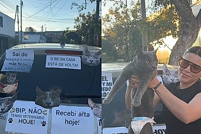 “Alegria imensa”: Gato recebe alta após internação por lesão renal e tutora comemora com carro enfeitado e buzinaço