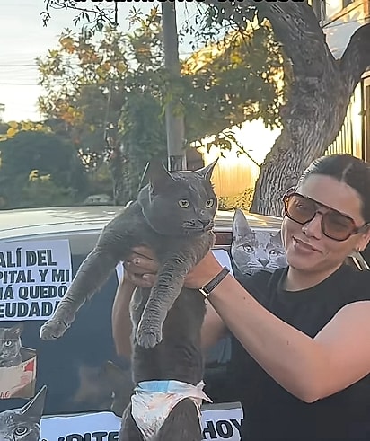 Zogui é um gato de 5 anos.