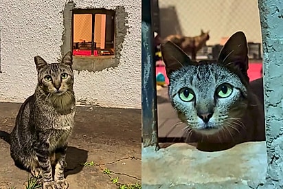 Moradora de Goiânia faz “porta” no muro para gatos de rua e transforma garagem em gatil