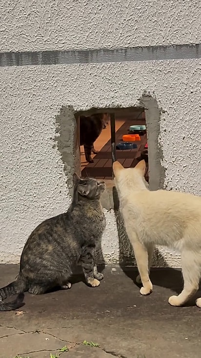 Os gatos tem livro acesso à garagem.
