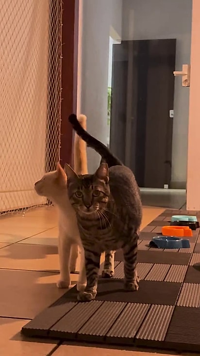 Gatos de rua ganham comida, vermífugo e são castrados.