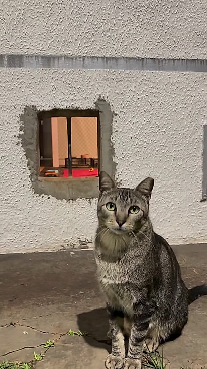 O gato ao lado da janela. Os felinos sabem para onde ir quando querem comer e descansar.