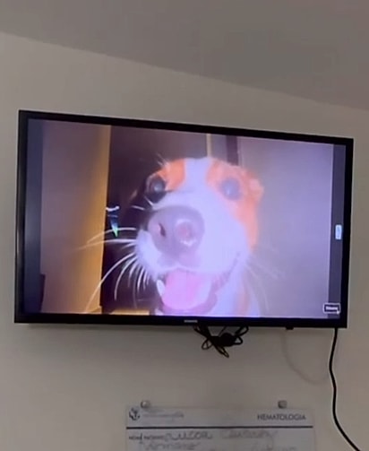 Era nossa diversão naquele quarto, disse a mãe sobre as chamadas de vídeo com o cão. 