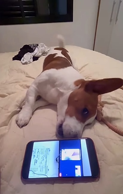 Ao ouvir novamente a voz do garoto, o cão começa a uivar.