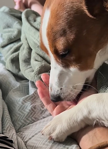 Rocky sente falta do seu melhor amigo. 