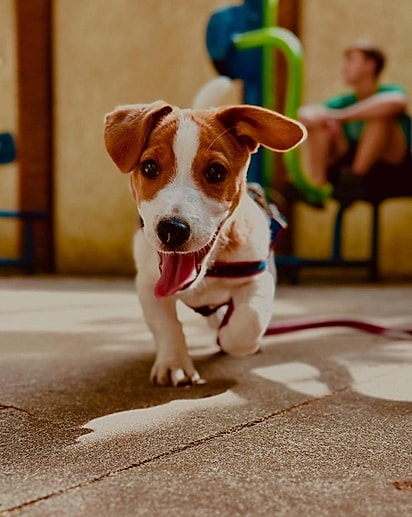 Rocky quando era filhote. 