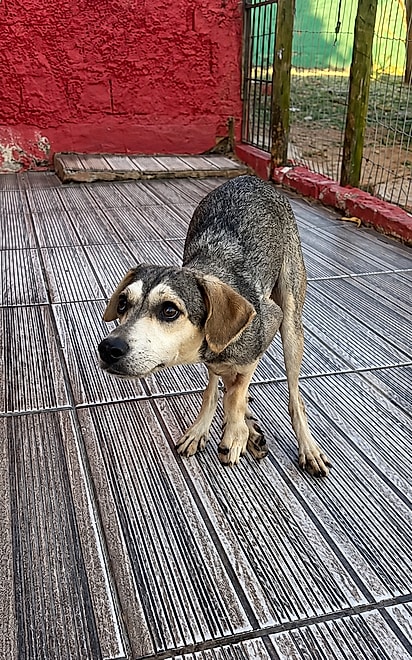 Mesmo com dificuldades para apoiar as patinhas, a cachorrinha mostra sua vontade de viver e recebe cuidados da ONG Doce Lar