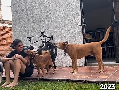 Os cães se aproximaram da tutora ao notarem que ela estava chorando.