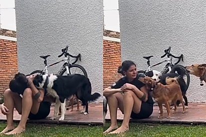 Cães percebem que tutora passava momento difícil e se unem para apoiá-la