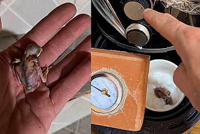 “Foi o que eu tinha”: Empresário transforma air fryer em “UTI” para salvar filhote de ave que caiu do telhado
