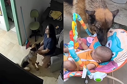 Cadela que cuidava da tutora grávida passa a encher bebê de lambeijos após o parto