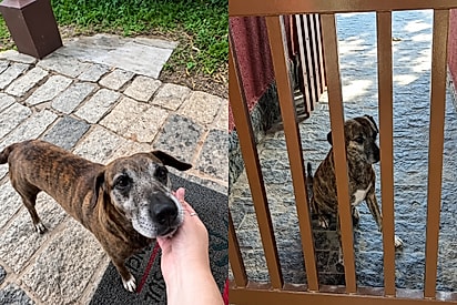 Ele chorou por horas quando fomos embora: casal conhece cachorro durante férias na praia e volta para adotá-lo