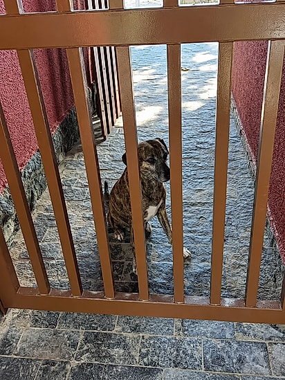 O cãozinho costumava esperar pelo casal em frente à casa onde os dois estavam hospedados