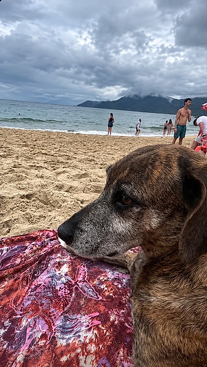 Bronze aproveita um momento de descanso pertinho dos visitantes, com quem criou uma amizade durante as férias