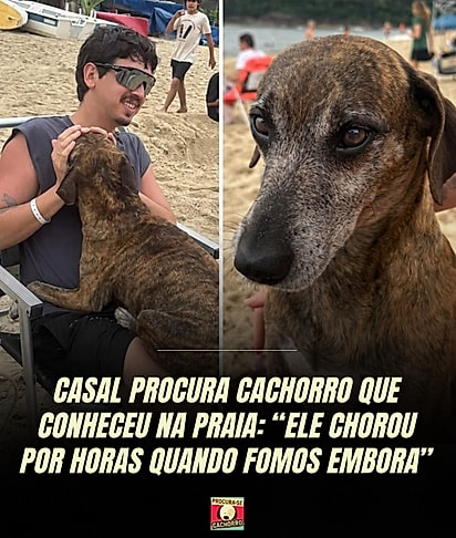 A história de Bronze ganhou repercussão após o perfil @procuracachorro divulgar a busca do casal pelo cãozinho que conheceram durante as férias