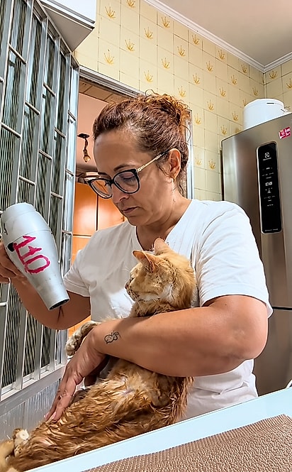 Com cuidado, Lilian seca os pelos de Antônio após realizar a higiene do gatinho