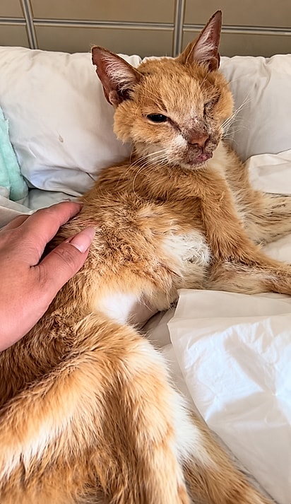 Enfrentando um câncer, Antônio descansa sobre a cama enquanto recebe carinho e atenção