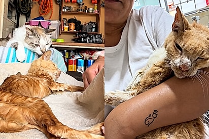Descansa em paz, Antônio: mulher dedica amor e cuidados a gatinho e comove ao compartilhar sua despedida