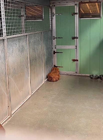 Quando chegou, a cachorrinha estava tão assustada que tentava desaparecer no cantinho da parede.