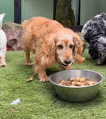 A cachorrinha se alimetando e voltando a confiar nas pessoas. Whispy tem um longo caminho pela frente.