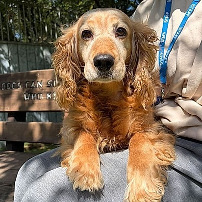 Whispy, uma cocker spaniel de oito anos.