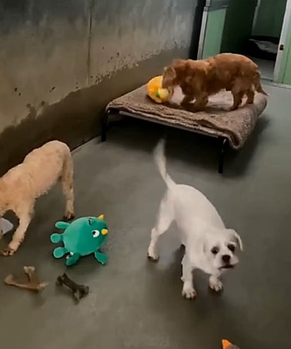 A cachorrinha Whispy encontrou uma fonte de conforto na convivência com outros cães.