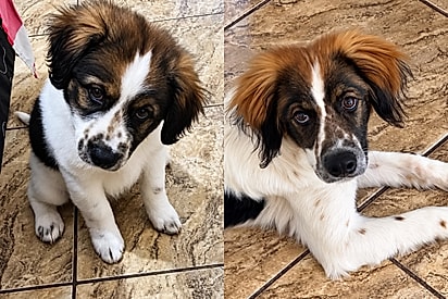 “Essa peruca não estava inclusa no pacote”: família adota cãozinho acreditando que seria igual ao Beethoven, mas ele cresce e surpreende