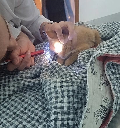 A suspeita da veterinária era de que os olhos do filhote pudessem ter sido perfurados.