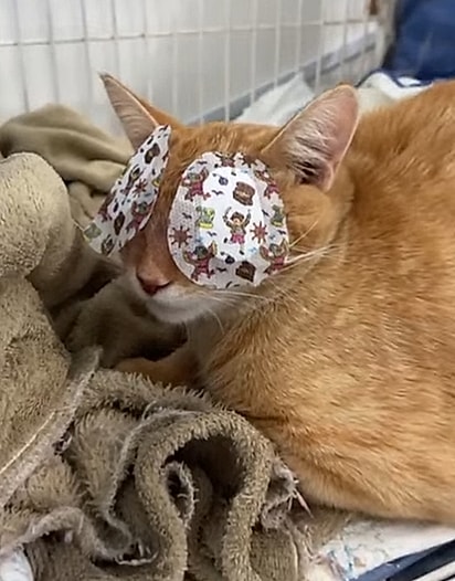 Simba passou pela cirurgia.