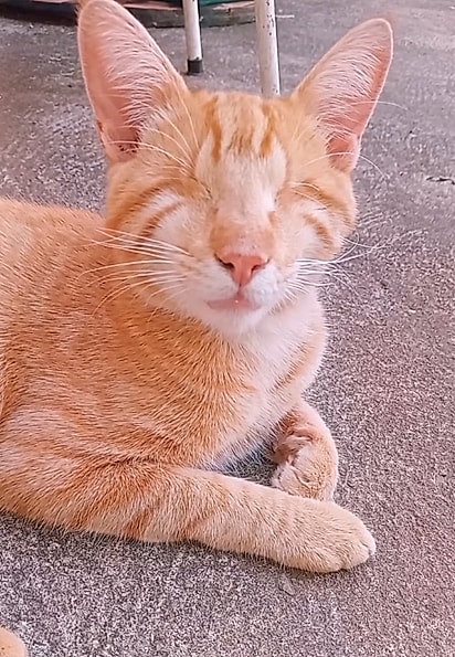 Hoje ele é um gato feliz e sem limitações.