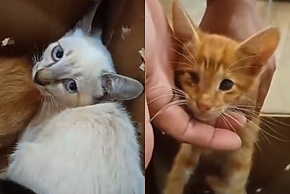 O gatinho e a irmãzinha foram abandonados.