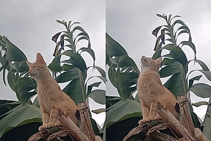 Gatinho cego conhece a chuva e fica sentindo os pingos no rosto em cima de uma bananeira