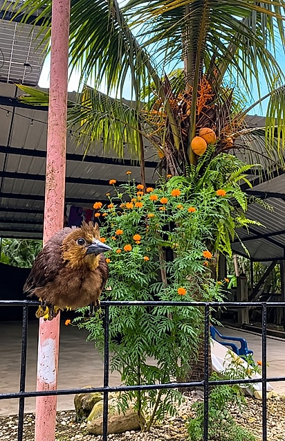 Já crescido, Albert aparece pousado em uma grade, em meio às plantas e flores do jardim