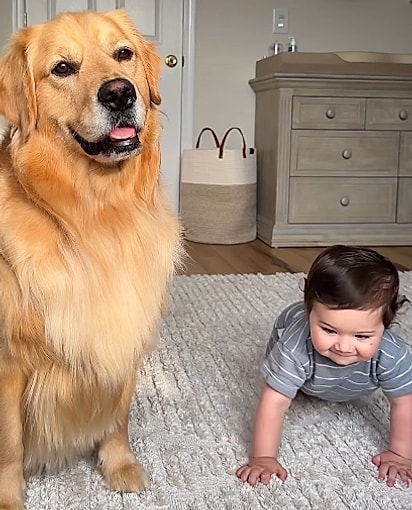 O cachorro golden retriever Beau viu seu amiguinho bebê aprender a engatinhar. 